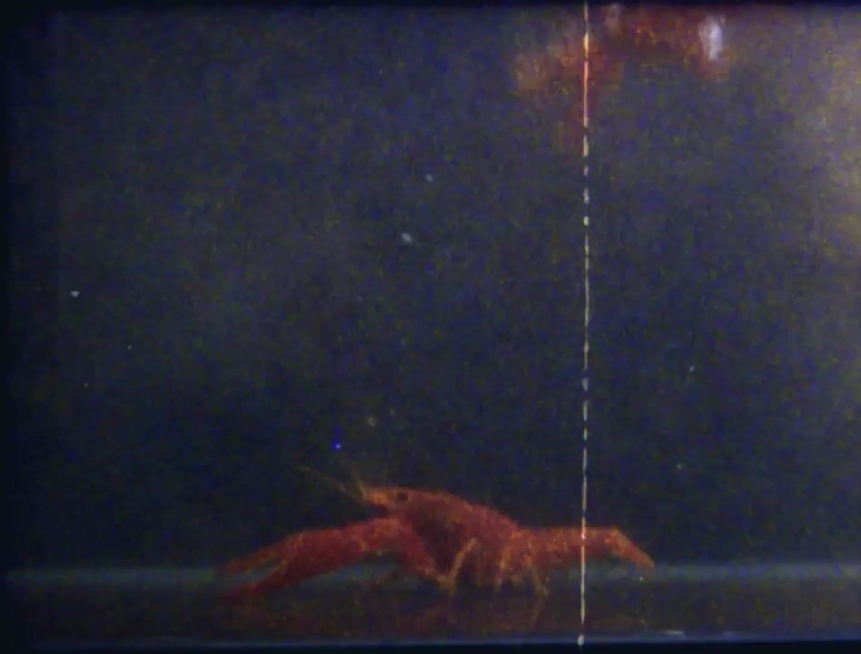 Portada del proyecto Piel y Mar